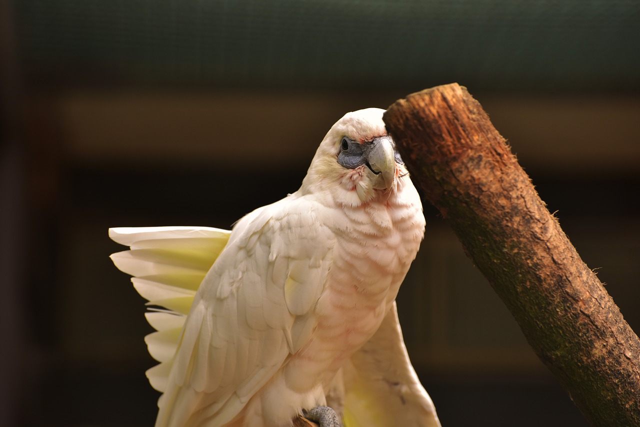 Image - bird weis animal animal world