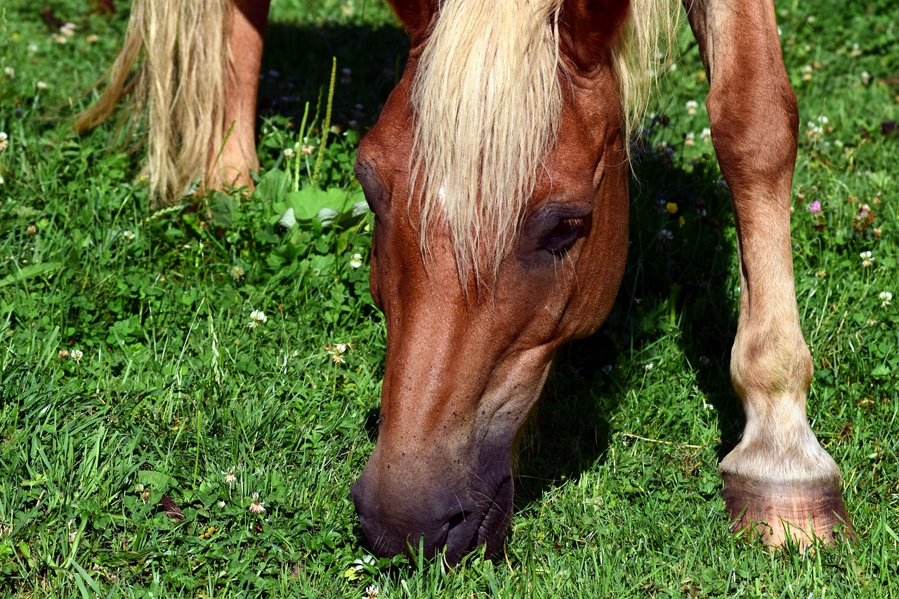 Image - horse horse head coupling animal