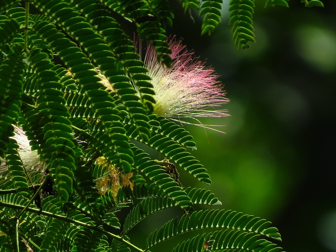 Image - mimosa pink tree plant blossom