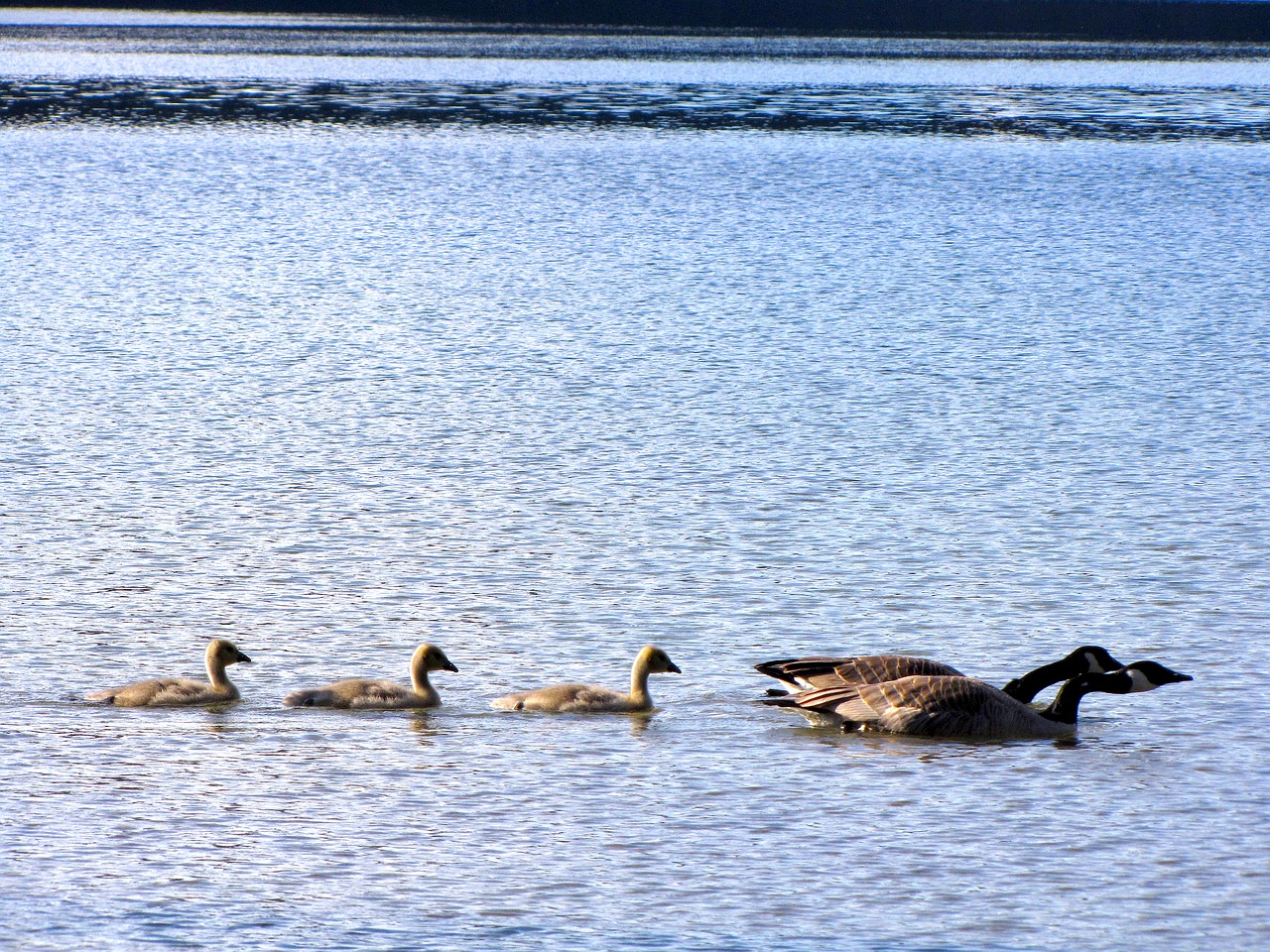 Image - british columbia coquitlam