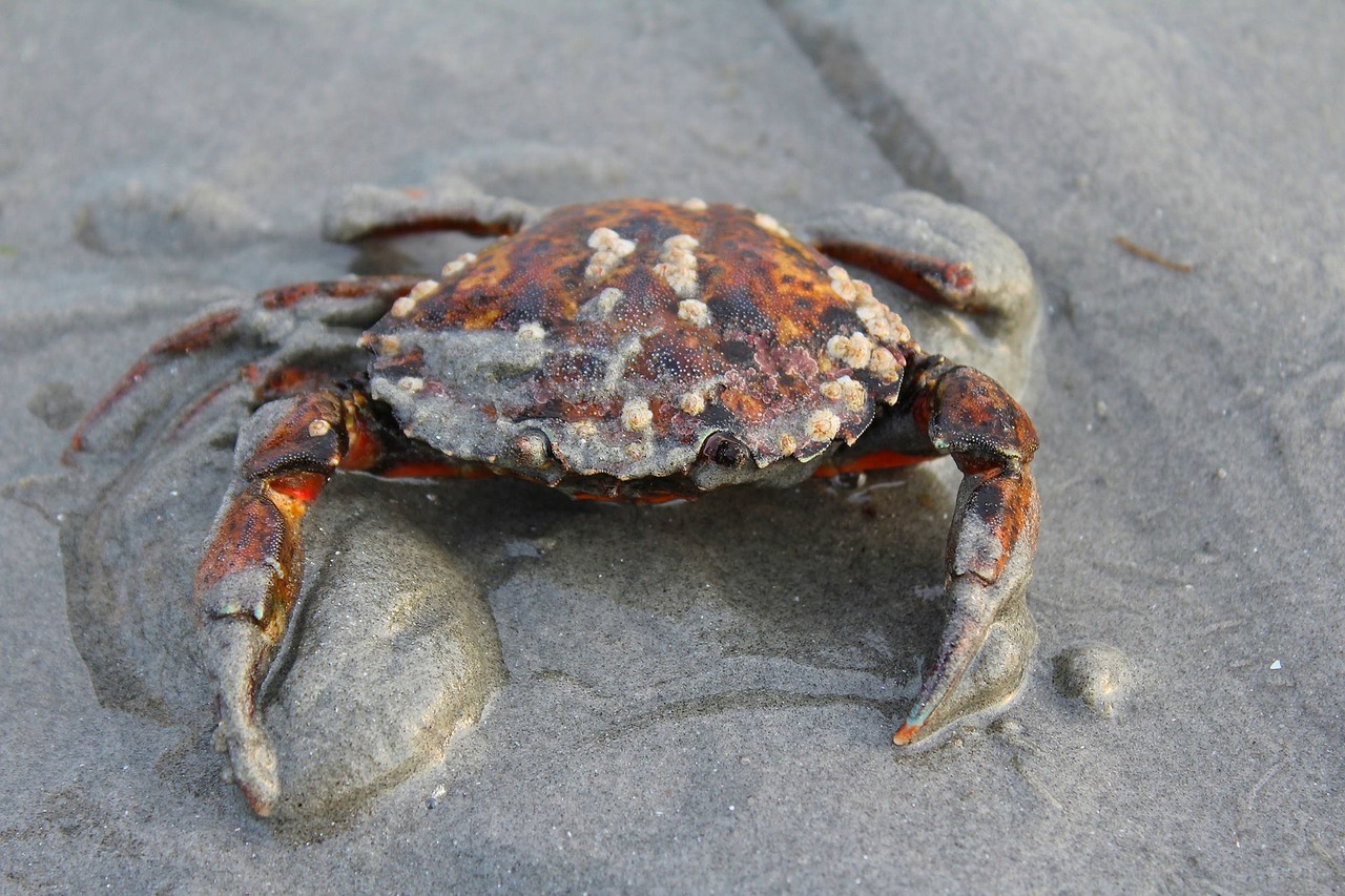 Image - crab ocean sea shell marine
