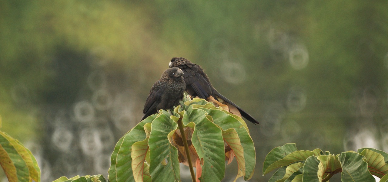 Image - images the field armenia quindio