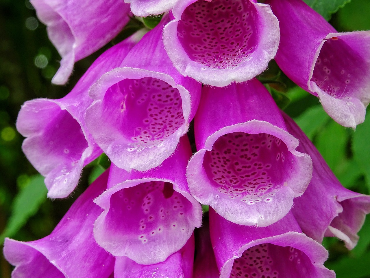 Image - common foxglove digitalis purpurea