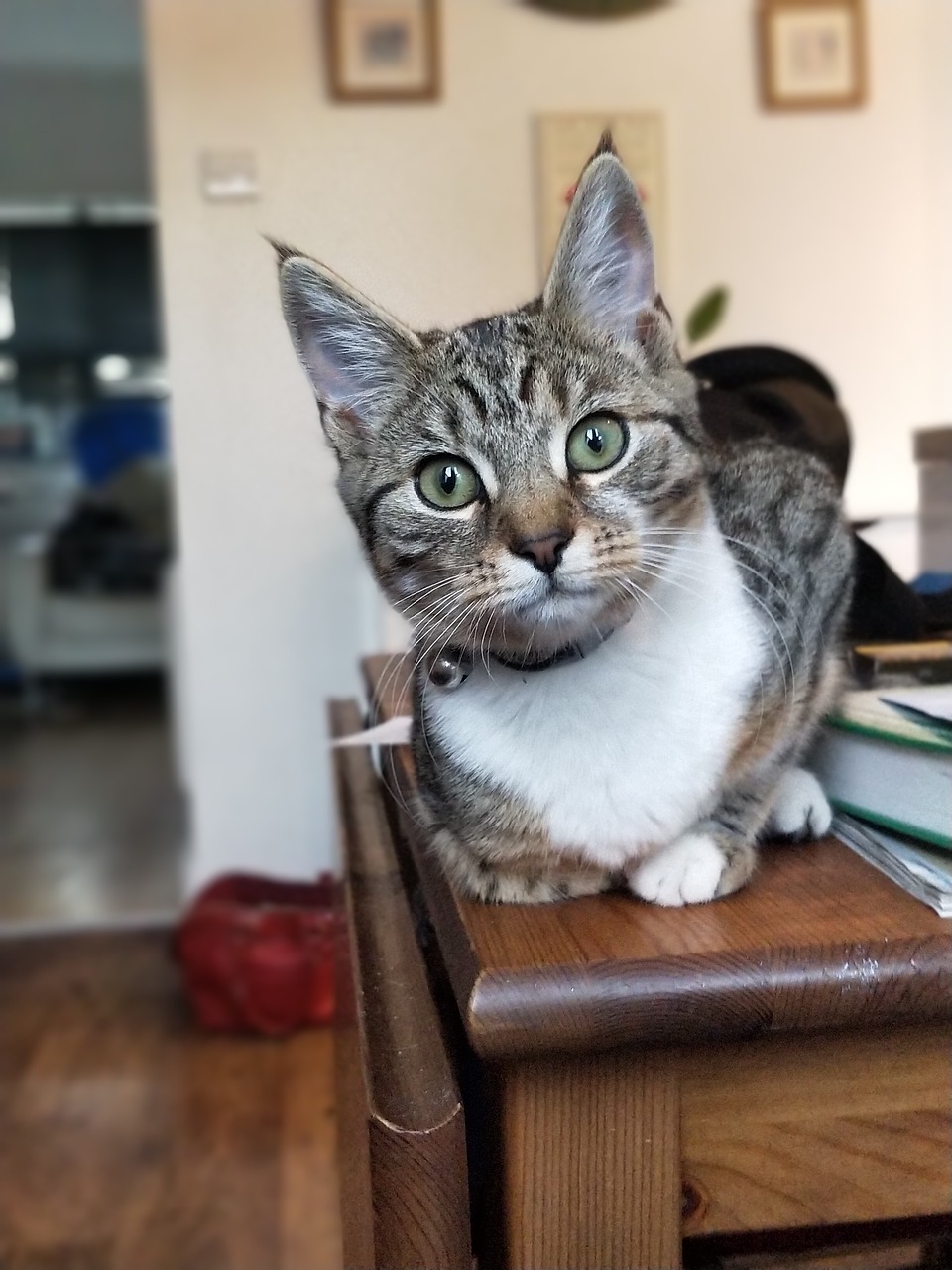 Image - cat wild animals staring sitting