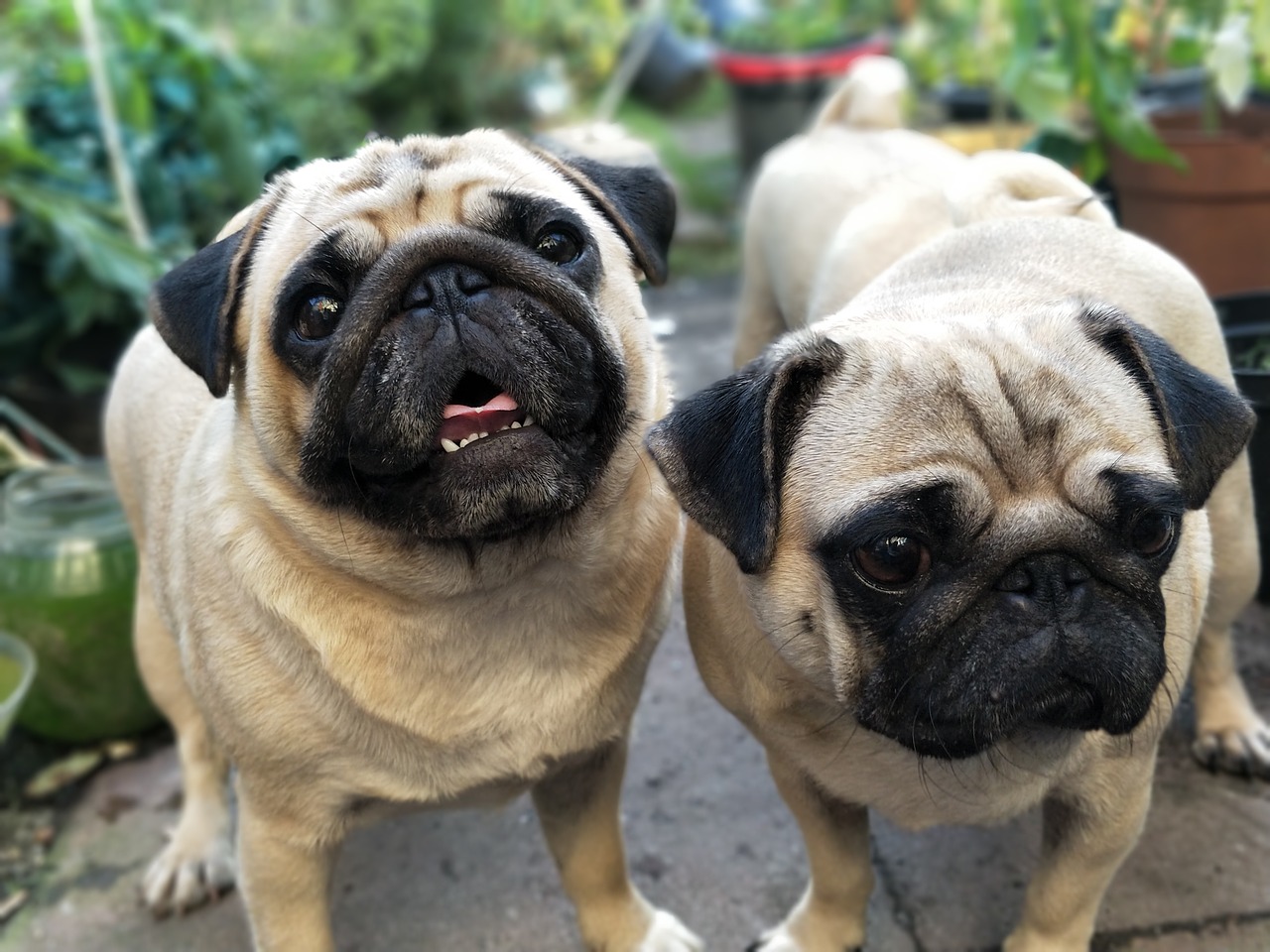 Image - pugs pug dogs garden cute waiting