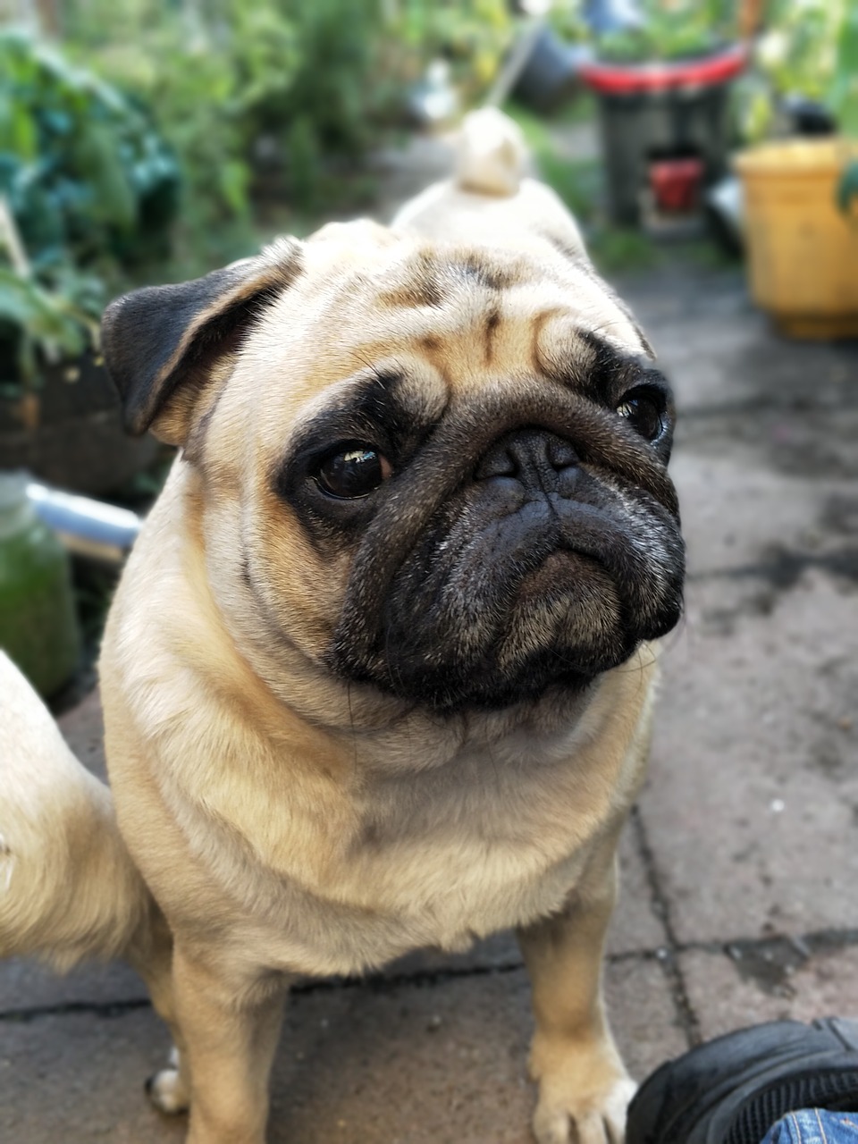 Image - pugs pug dogs garden cute waiting