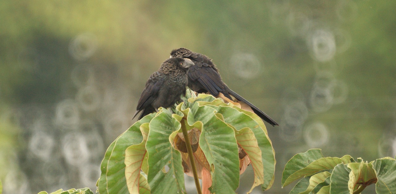 Image - images the field armenia quindio