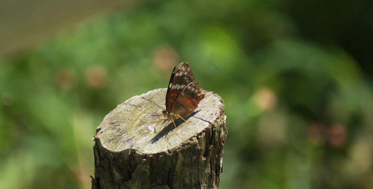 Image - images the field armenia quindio