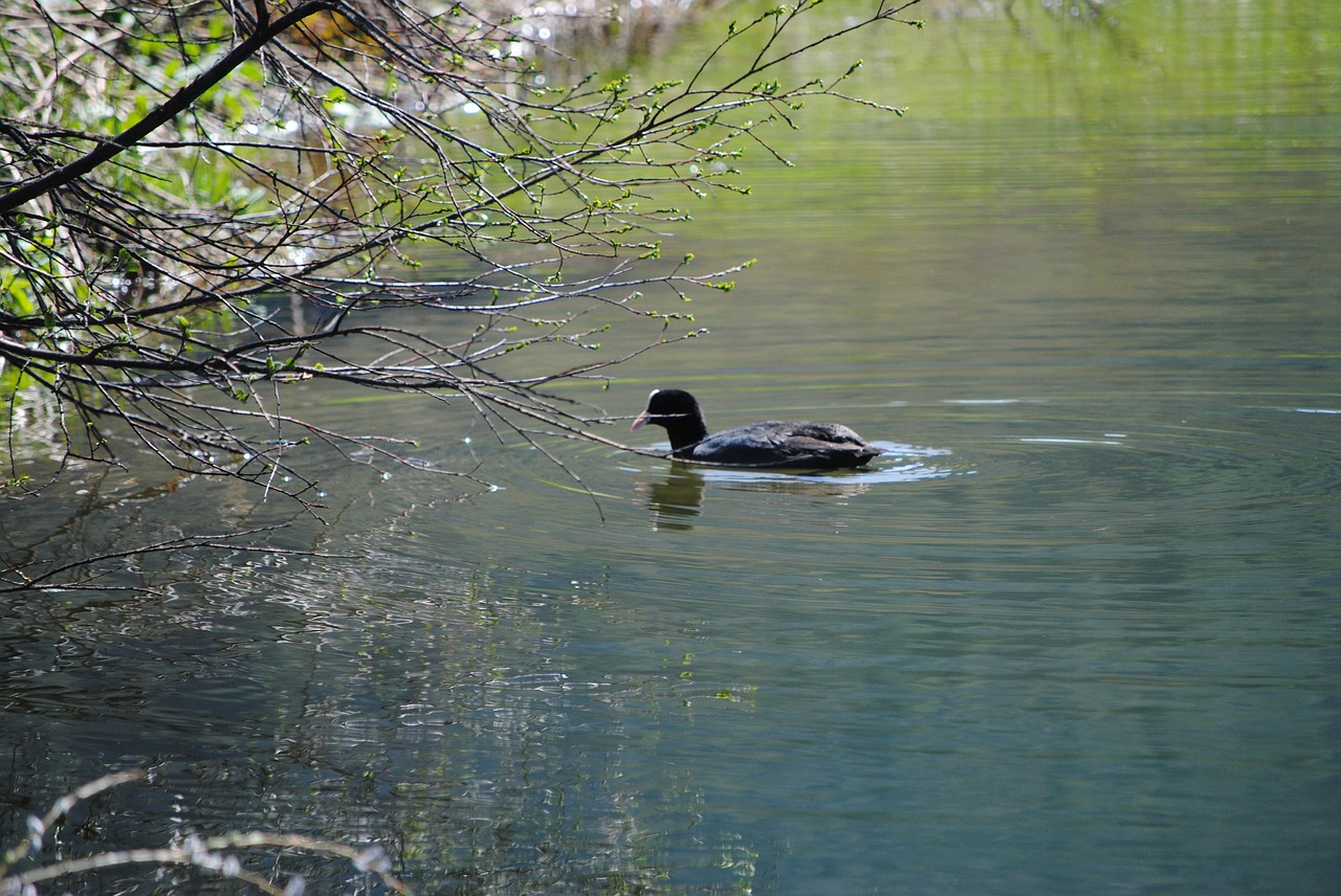 Image - lonely alone swim mallard bird