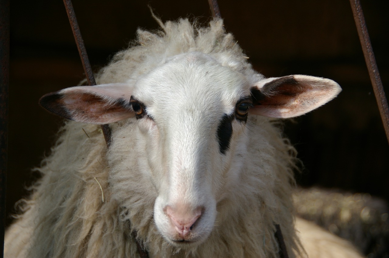 Image - sheep white animal portrait wool