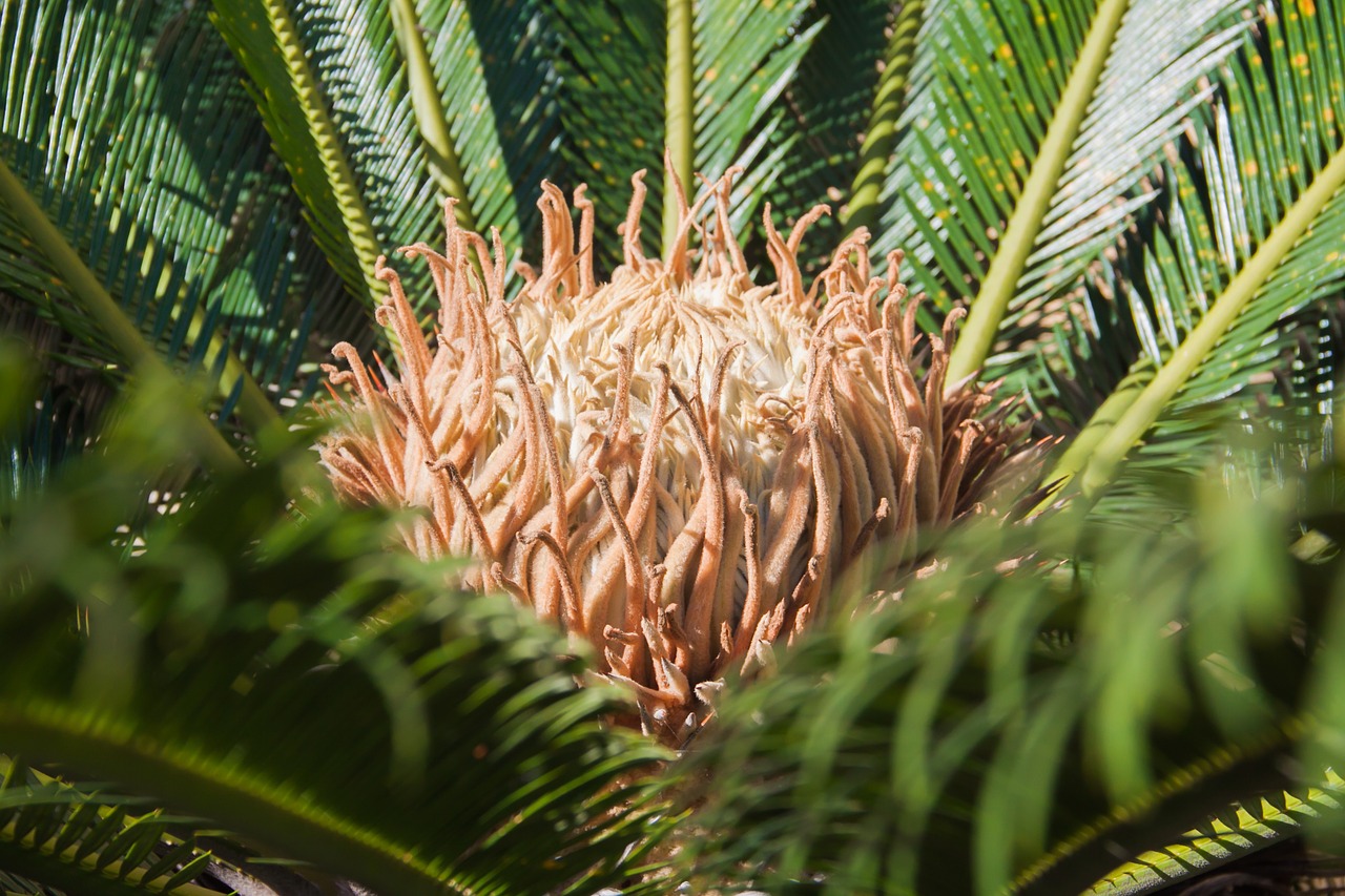 Image - plant bud garden nature sprout