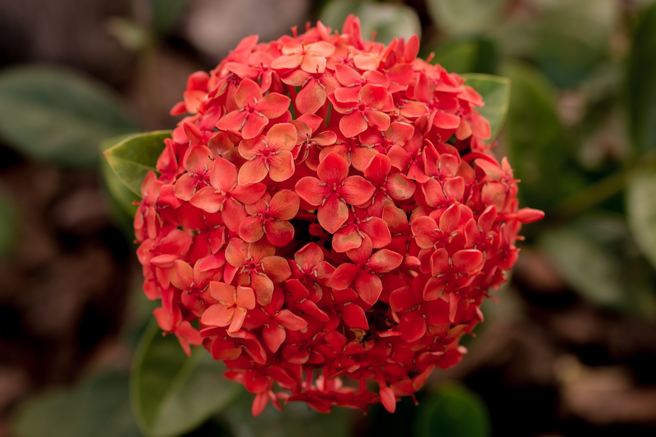 Image - ecsória nature flower garden