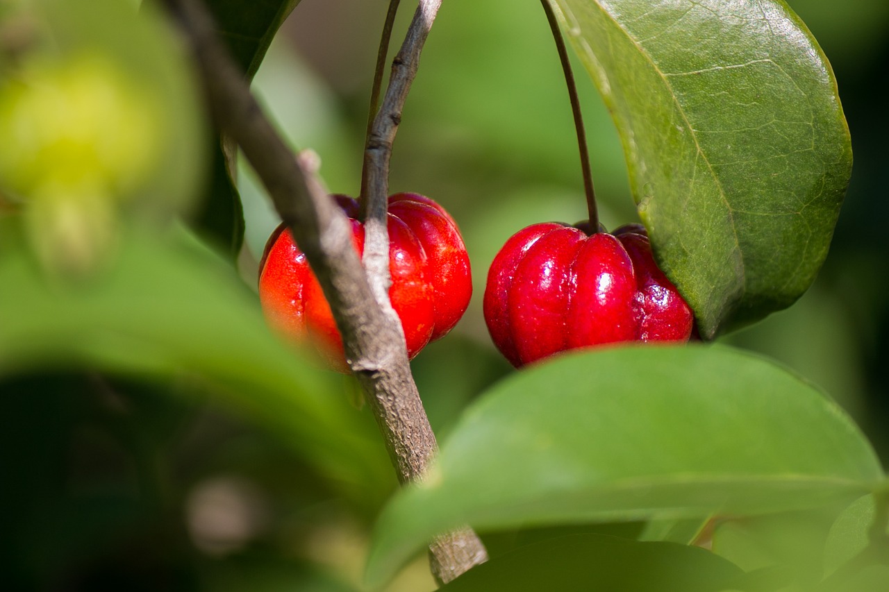 Image - pitangueira cherry fruit nature