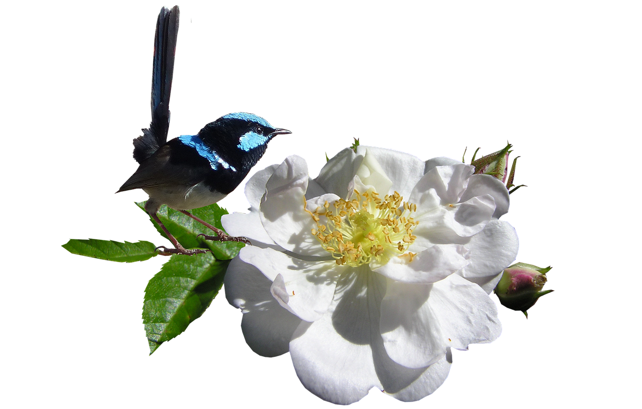 Image - bird wren on white rose