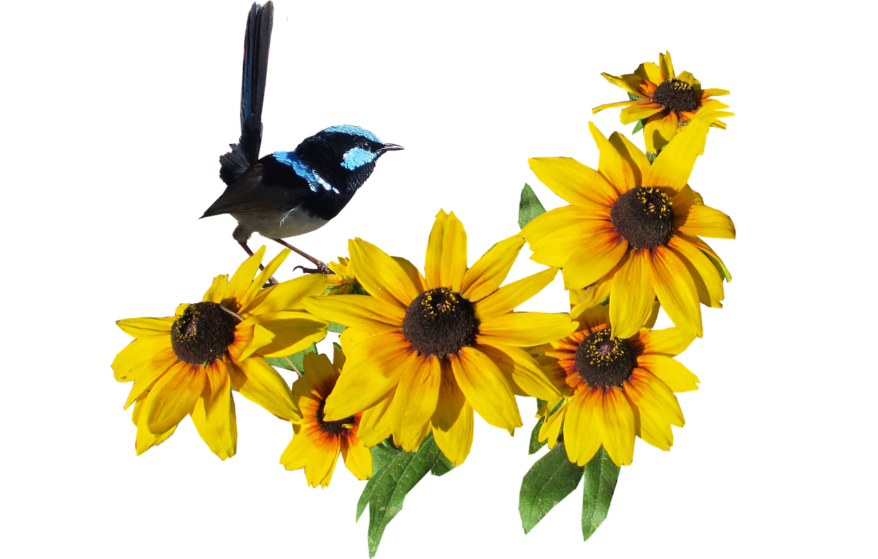 Image - bird wren on yellow flower