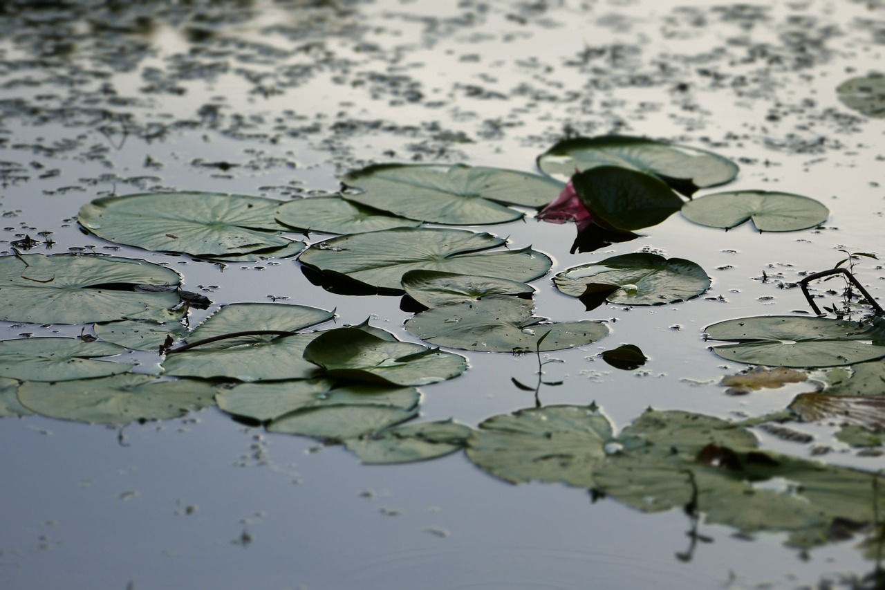 Image - lily pad frog pond nature water