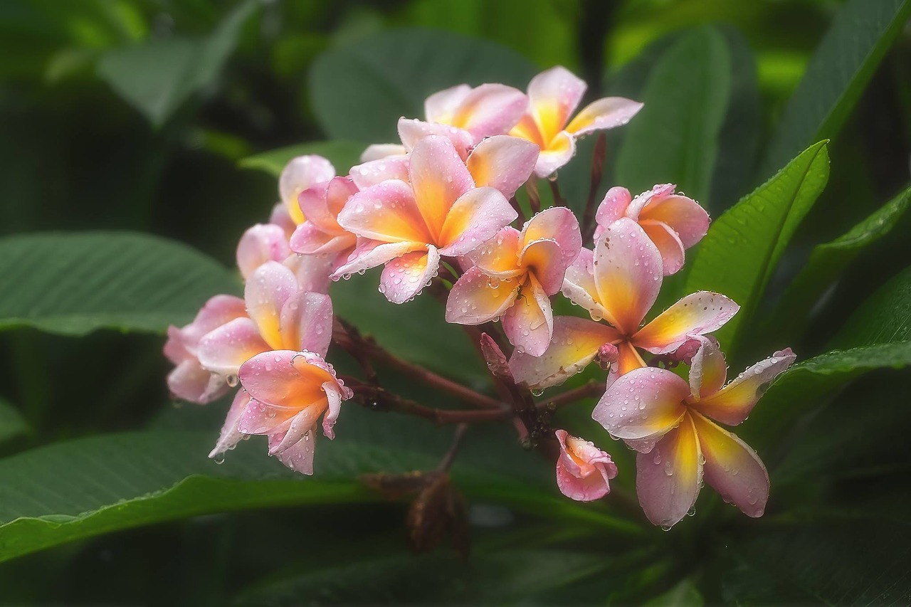 Image - flowers morning refreshing