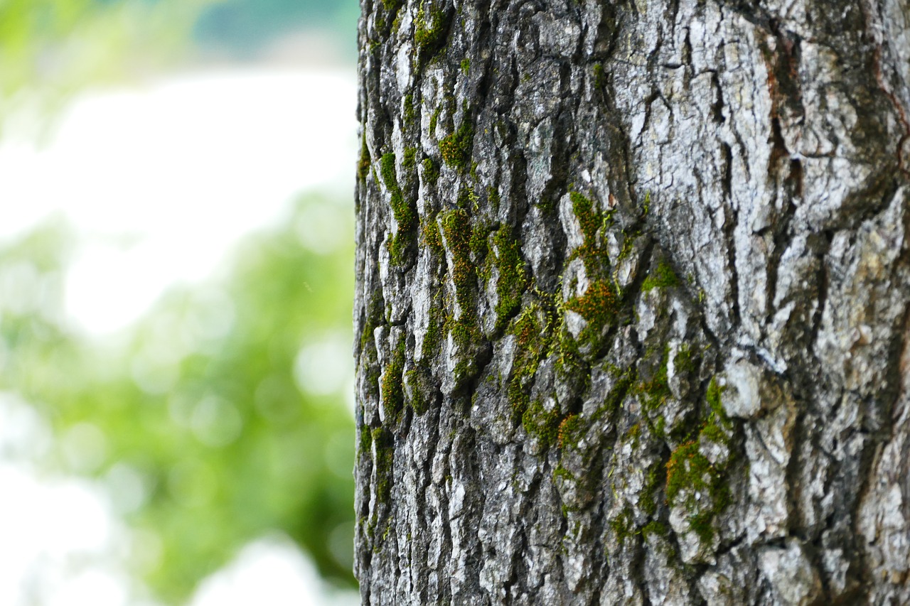 Image - tree bark forest nature wood