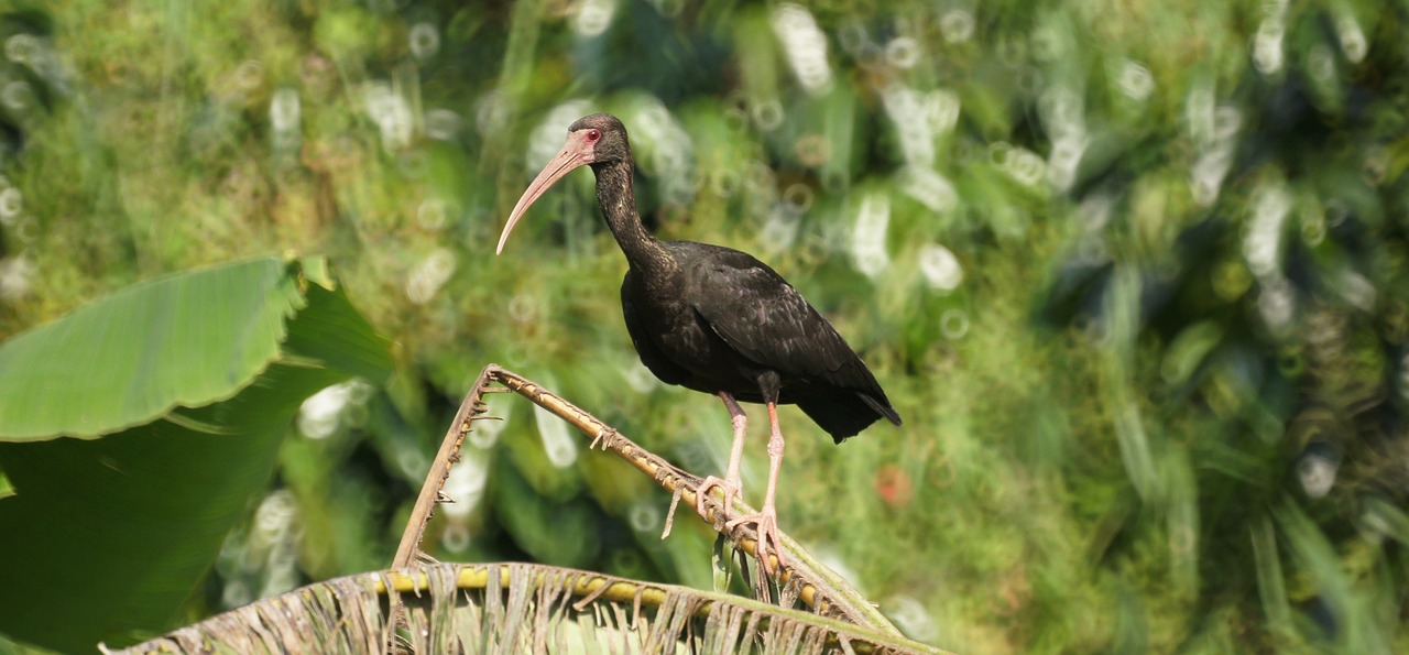 Image - birds area kettle armenia colombia