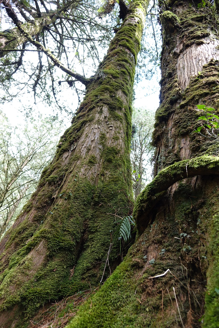 Image - alishan scenic area cypress