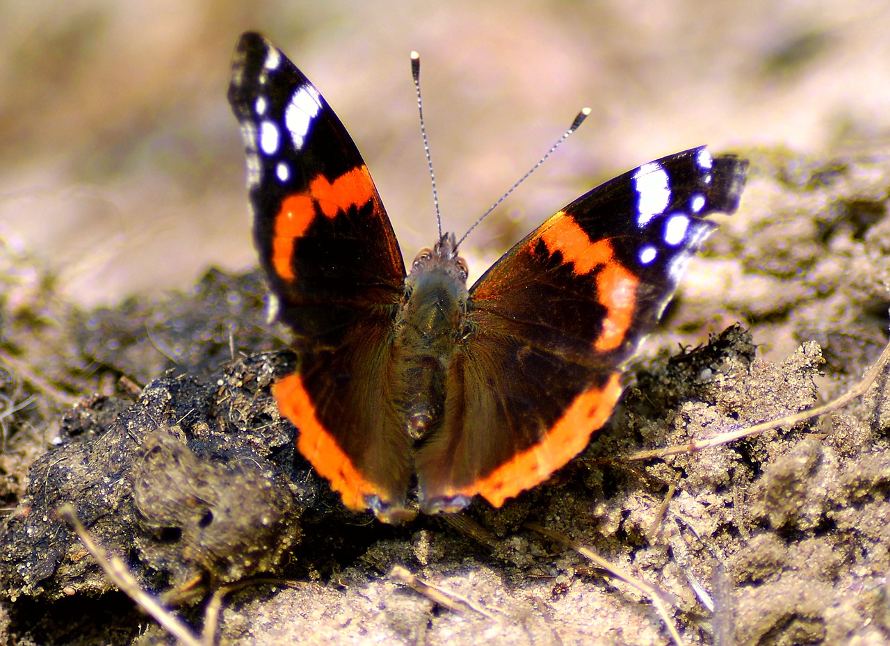 Image - admiral butterfly wing