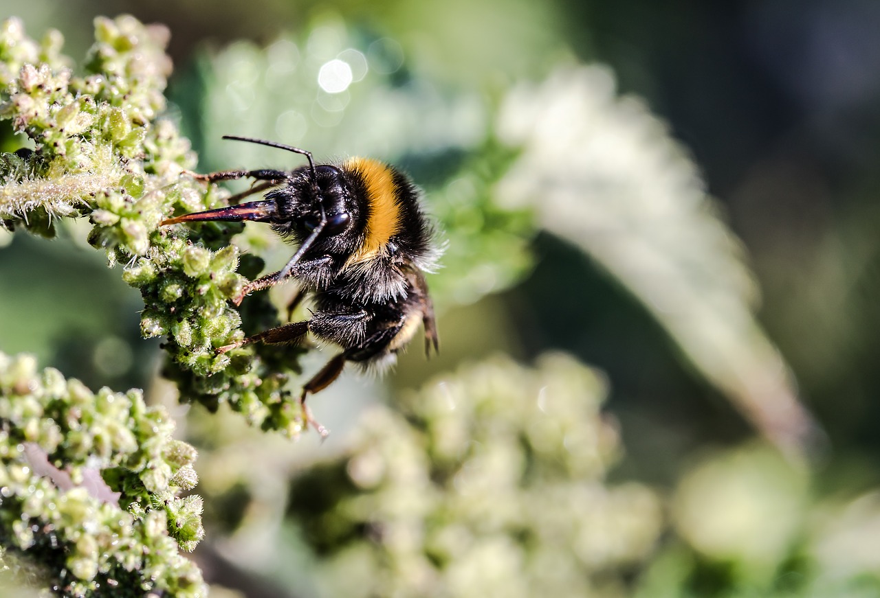 Image - meadow hummel bombus pratorum hummel