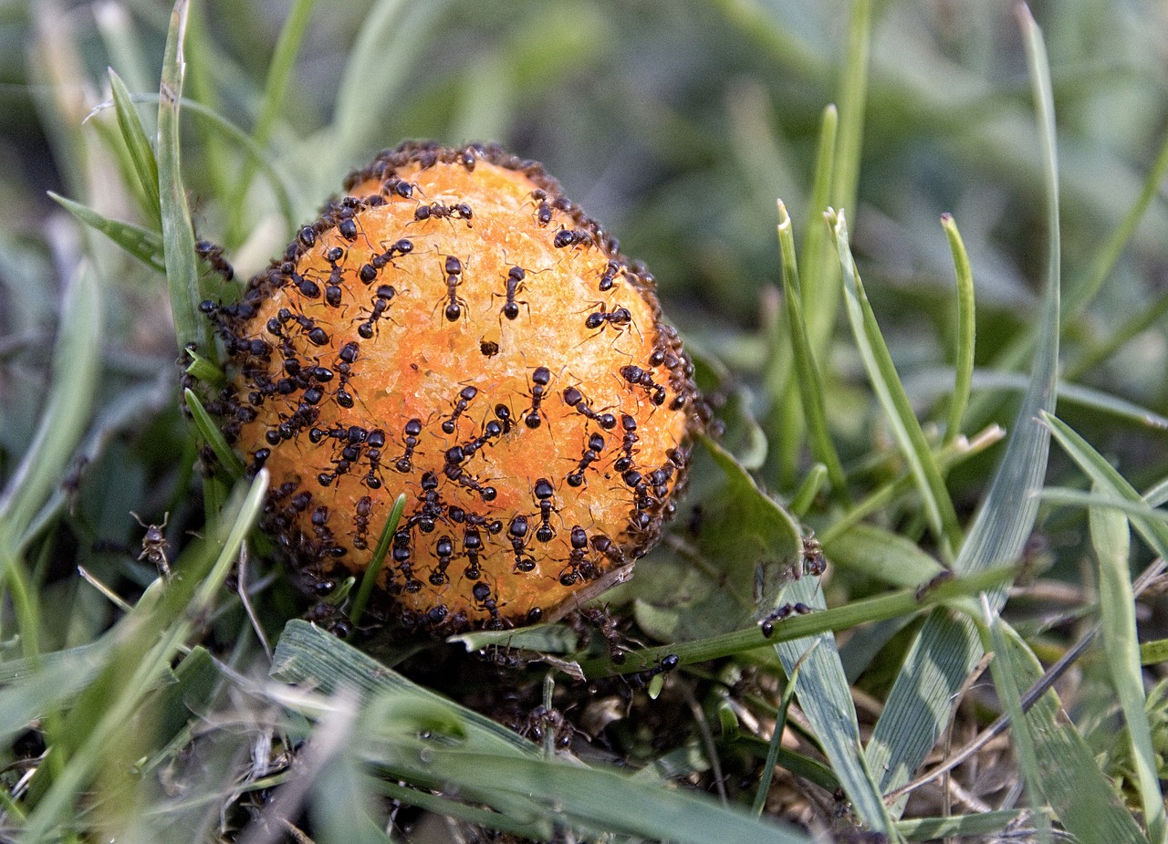 Image - ants macro cheesepuff