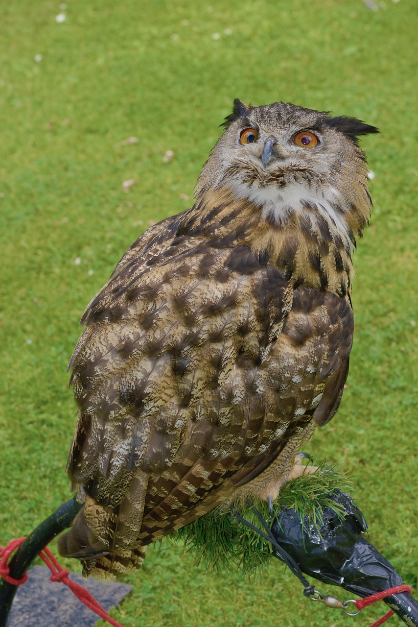 Image - scotland owl bird