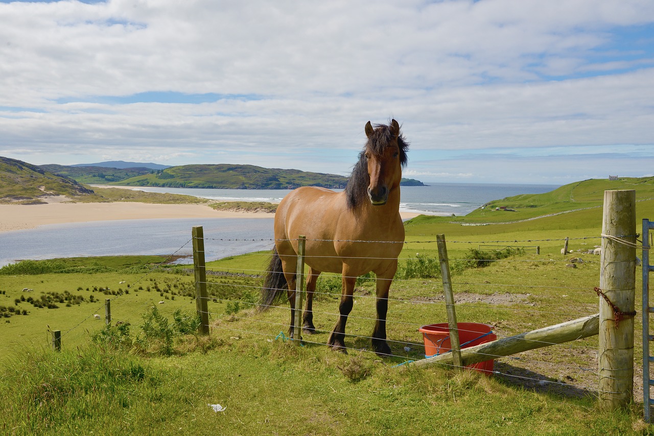 Image - scotland horses landscape