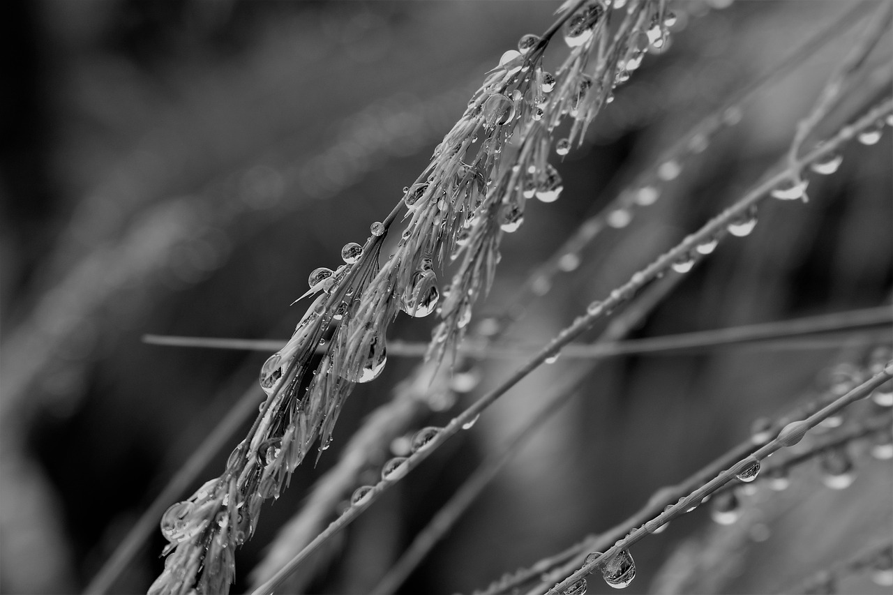 Image - black and white raindrop drip grass