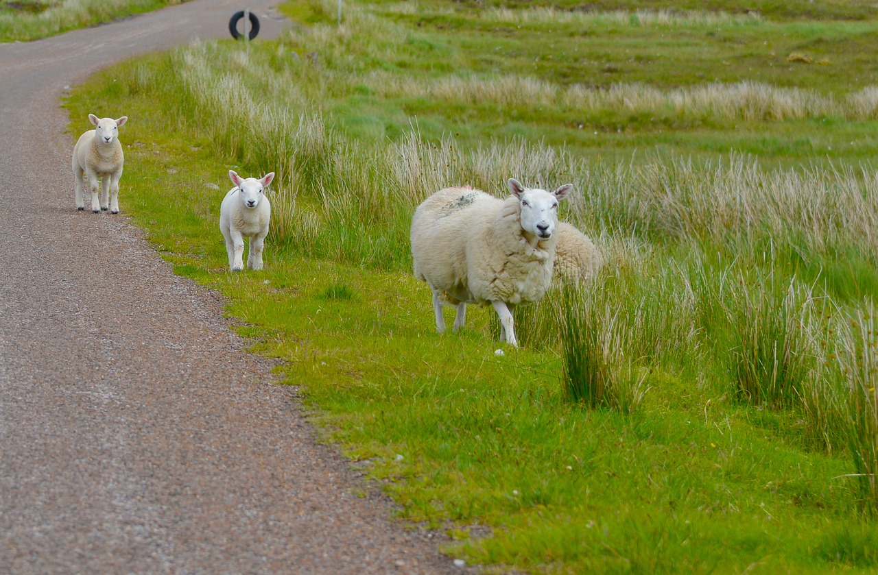 Image - scotland sheep nature