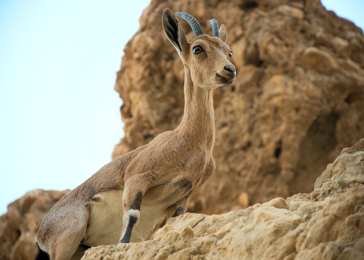 Image - mountain goat rock desert capricorn