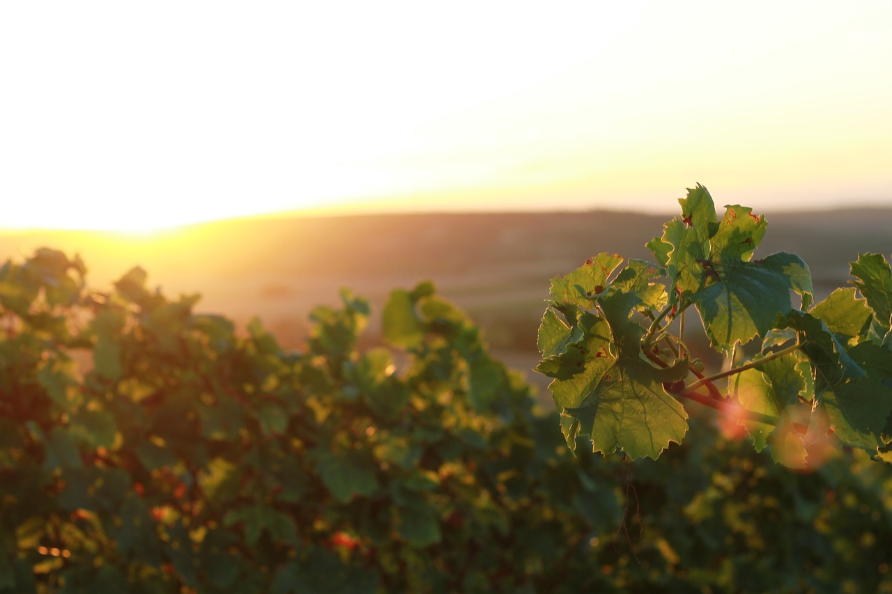 Image - vineyards rheinhessen rheinland