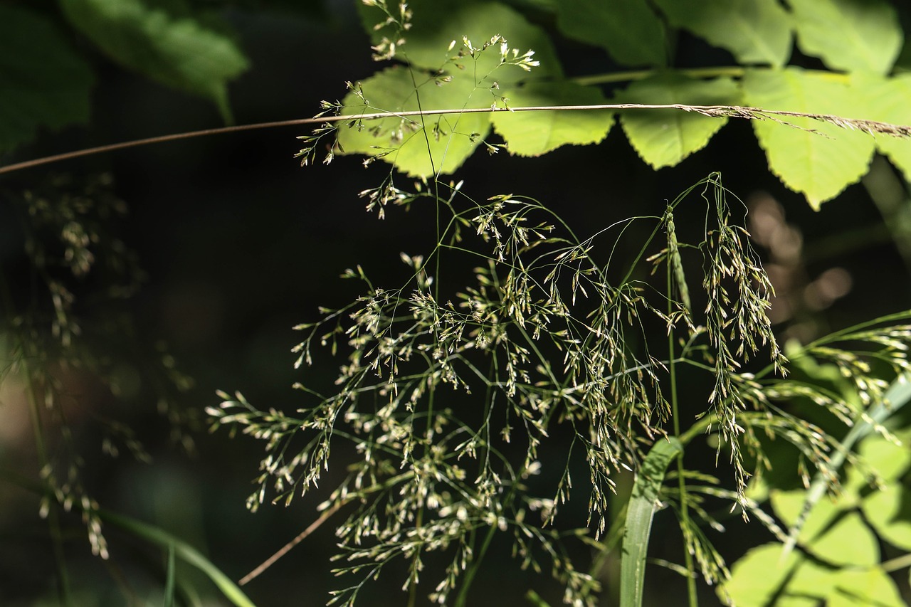 Image - straw summer plant green nature