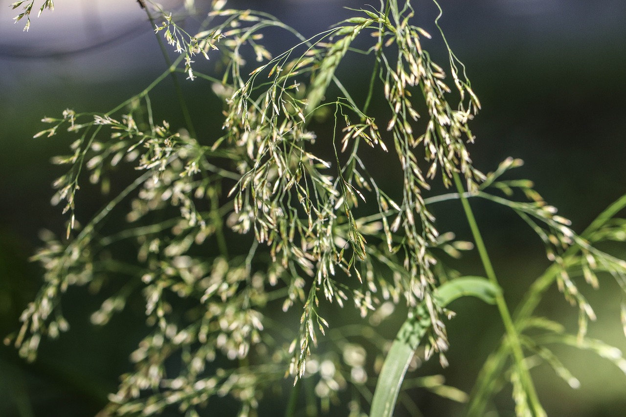 Image - straw summer plant green nature