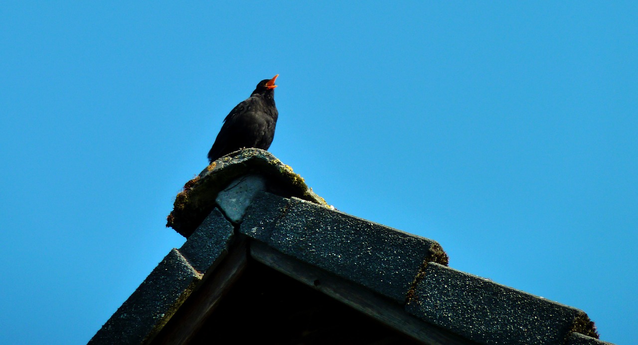 Image - blackbird bird sing songbird black