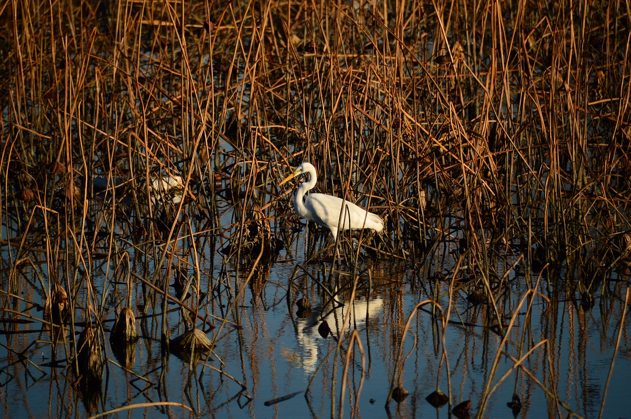Image - new stork birds animal nature