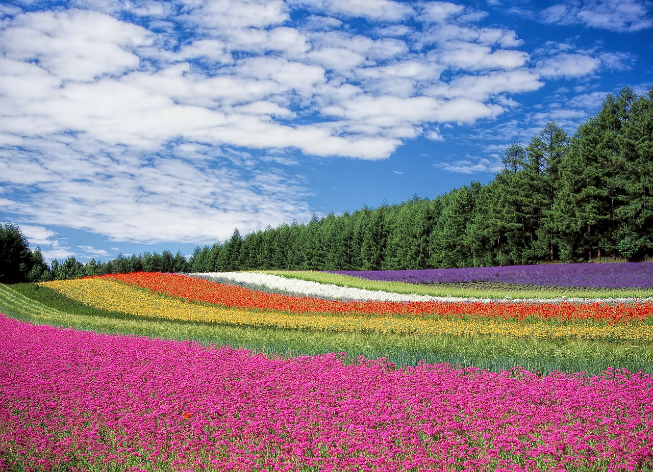 Image - flower garden blue sky hokkaido