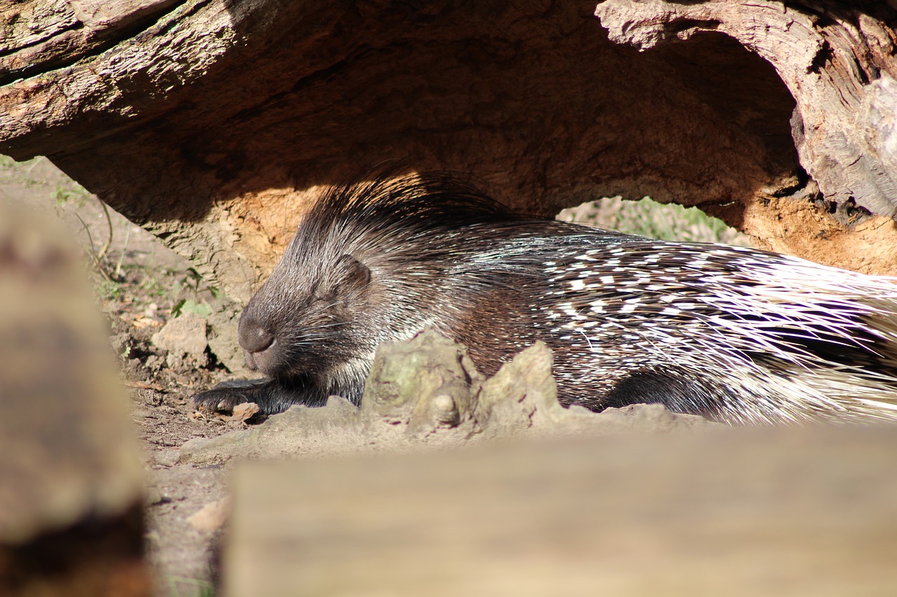 Image - porcupine wildlife park leverkusen