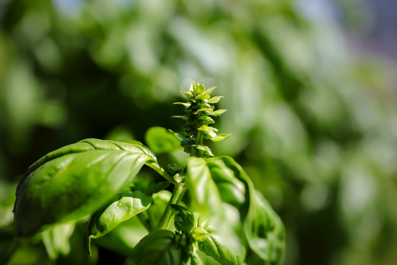 Image - basil herbs spice frisch healthy