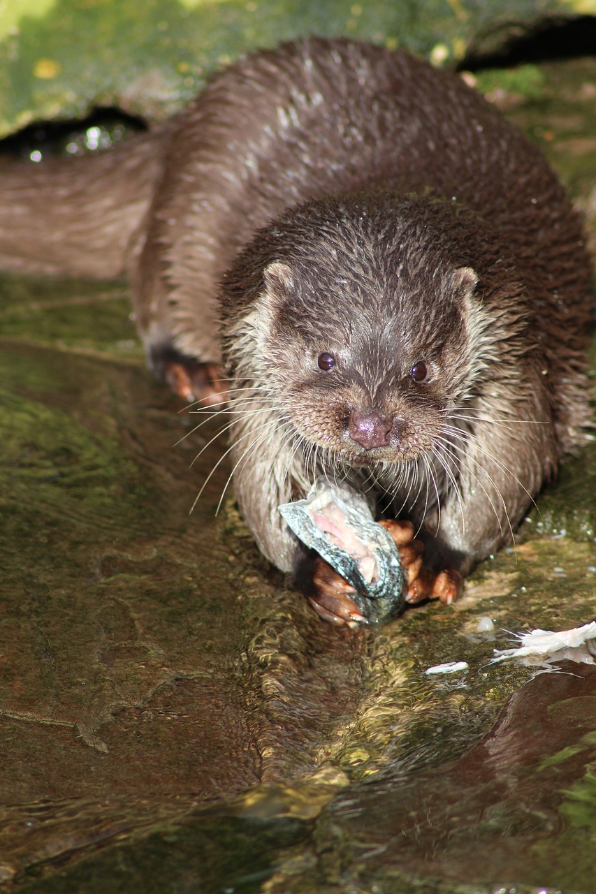 Image - otter mammal fur animal cute eat