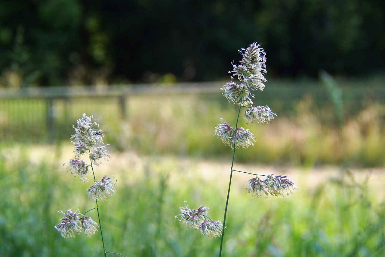 Image - flower nature berm bloom spring