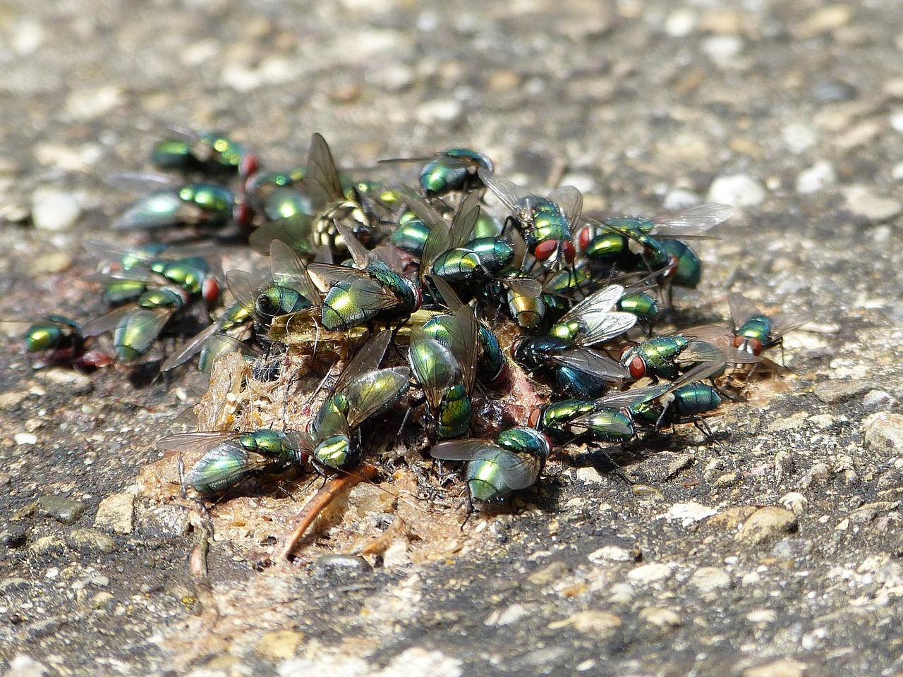 Image - flies insect vermin