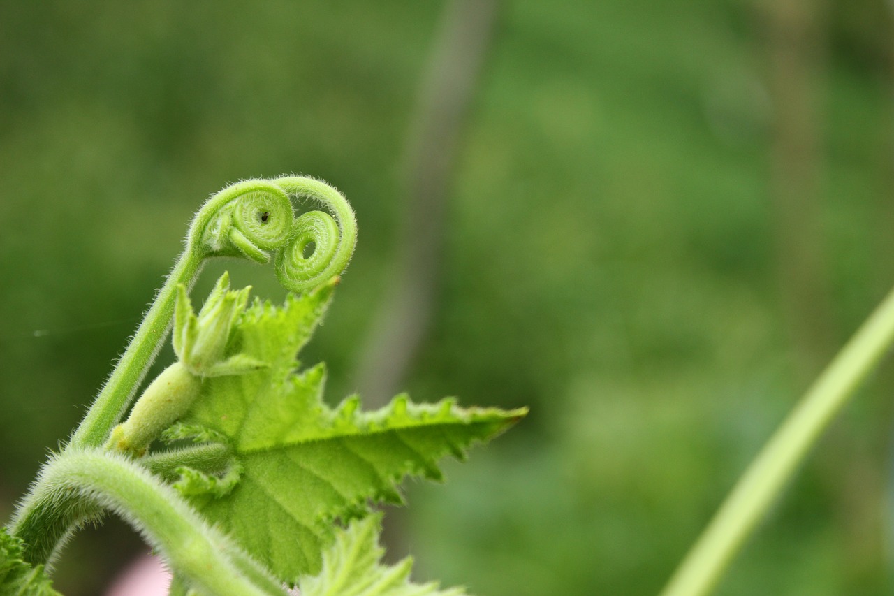 Image - plant green bud hairy curly