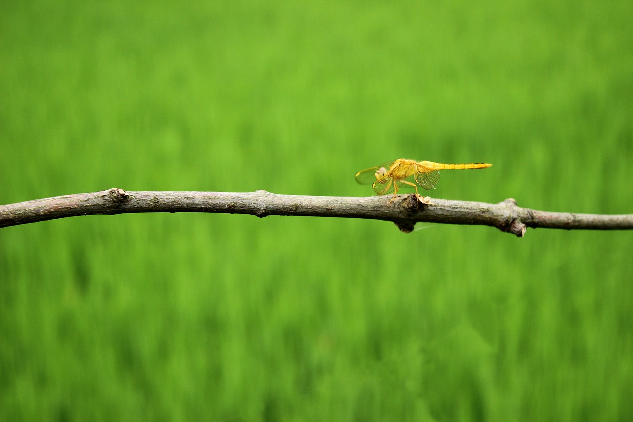 Image - dragonfly rice branch yellow green