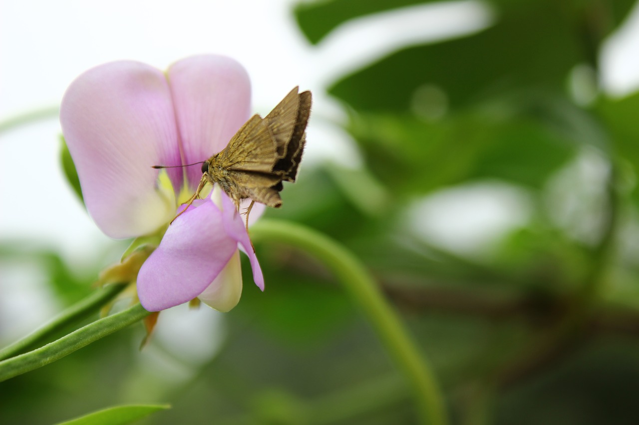 Image - moths butterfly flowers pink