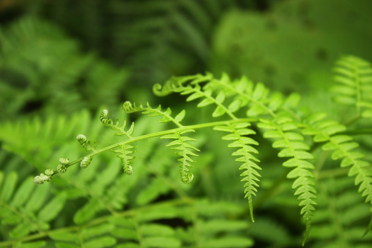 Image - plant curly green background bud