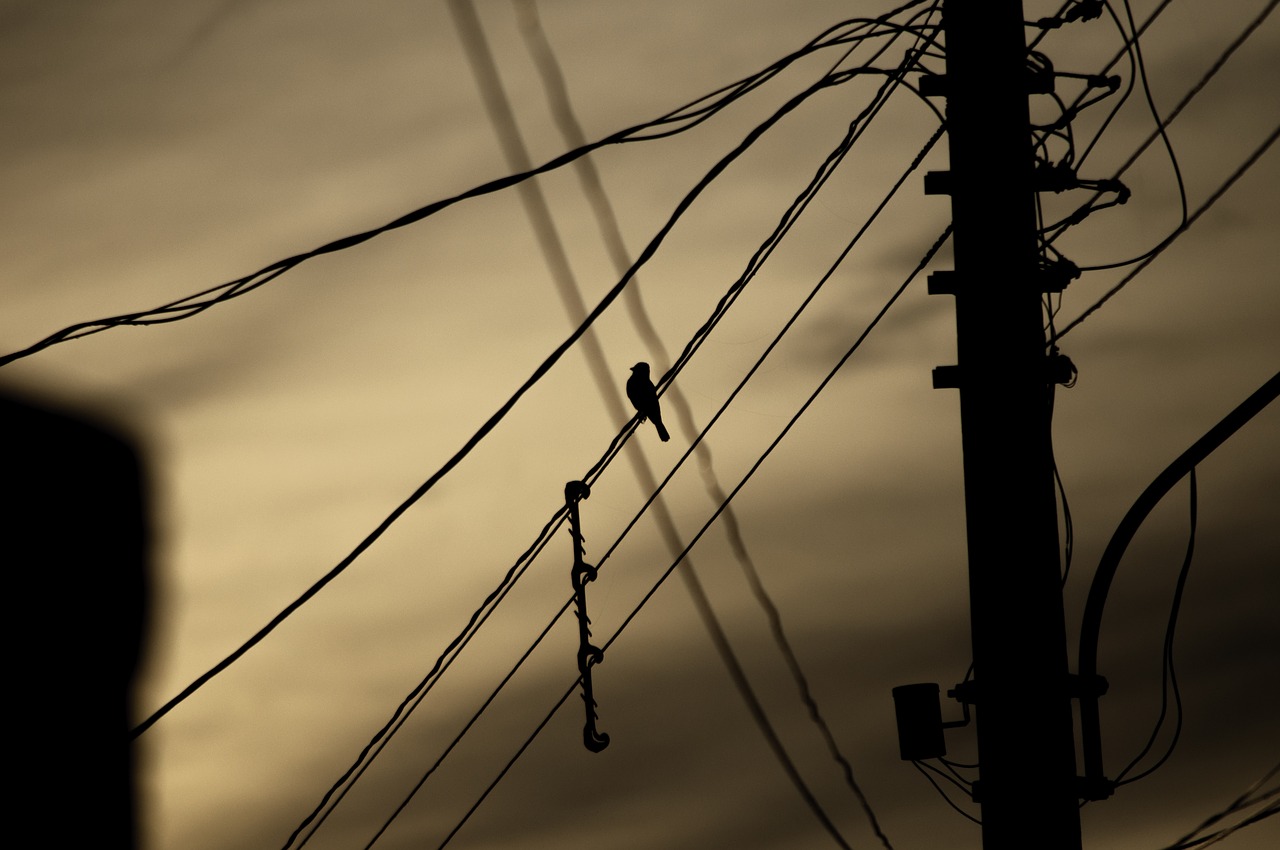 Image - sunrise shadow nature silhouette