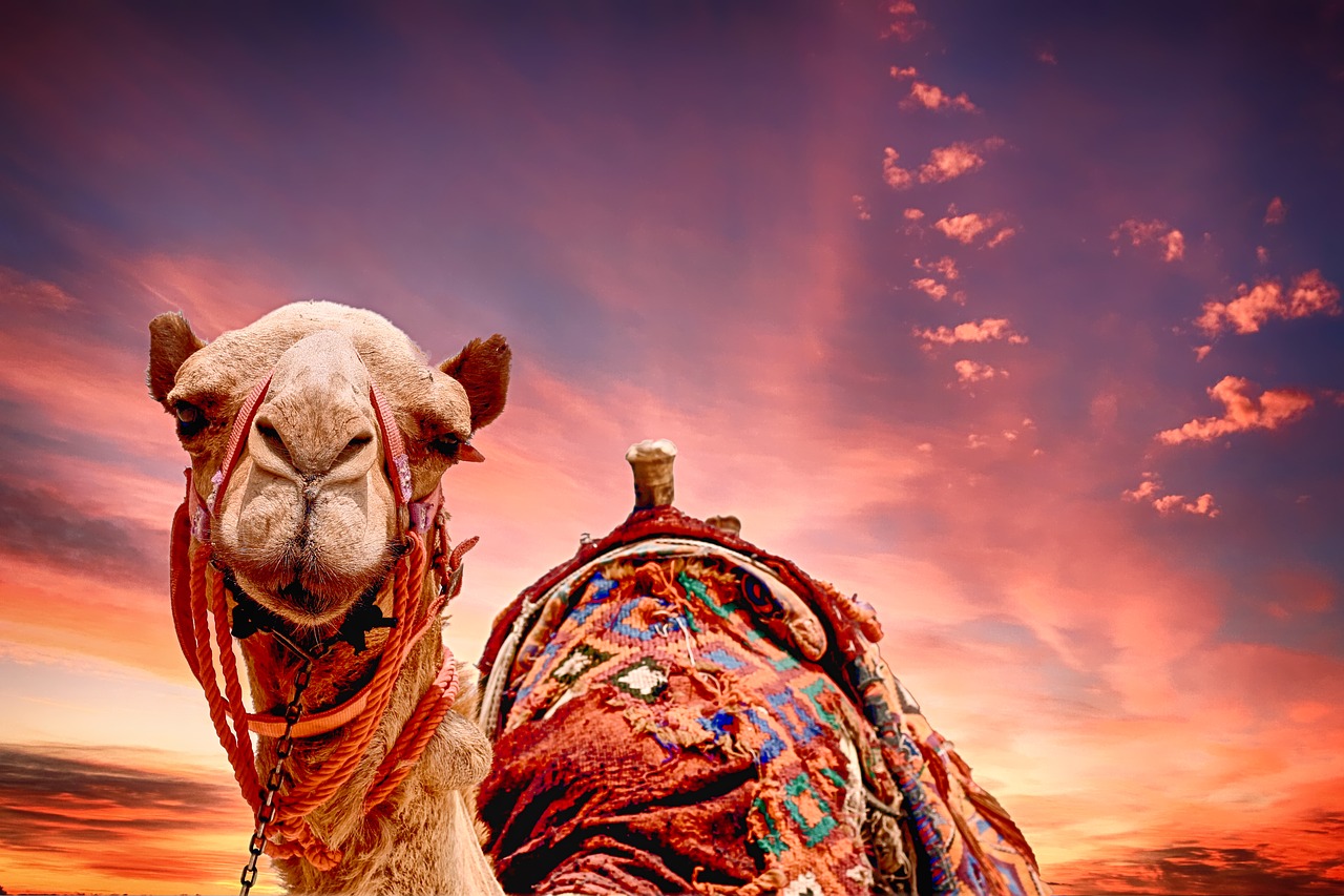 Image - camel sunset landscape tourism