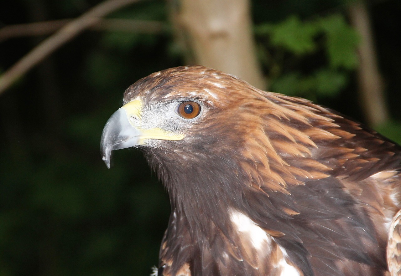 Image - golden eagle adler bird of prey